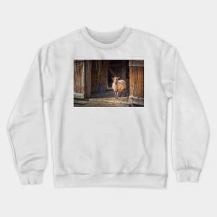 Funny Sheep and the Old Barn Crewneck Sweatshirt